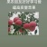 陕西澄城苹果