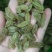 新疆葡萄干绿香妃北京王免洗无核，干度好颗粒饱满均匀！