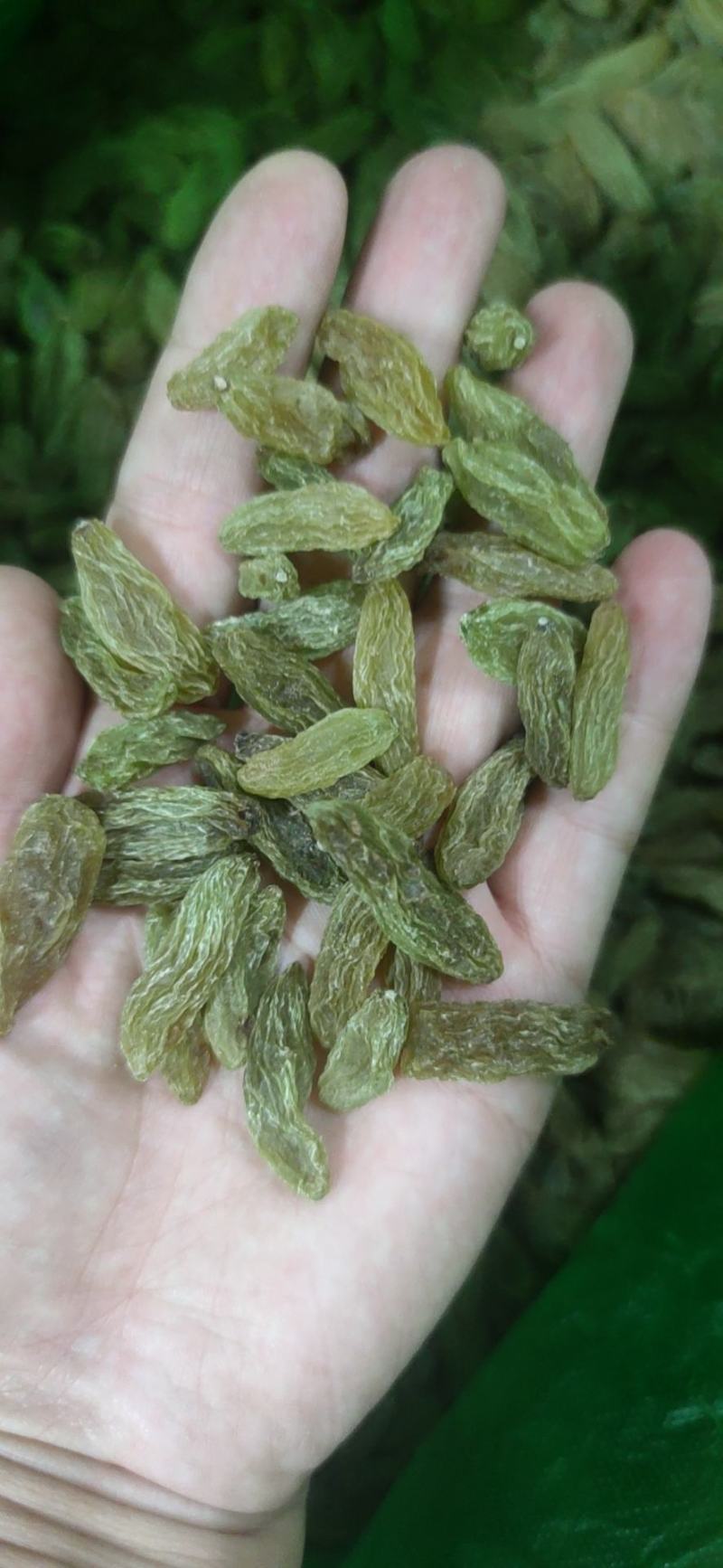 新疆葡萄干绿香妃北京王免洗无核，干度好颗粒饱满均匀！