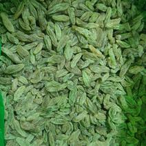 新疆吐鲁番绿香妃葡萄干免洗无核，干度好颗粒饱满均匀！