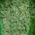 新疆葡萄干绿香妃北京王免洗无核，干度好颗粒饱满均匀！