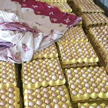 河南辉县市黑凤粉八新阳黑土鸡蛋，无抗双色，厂家一手货源。