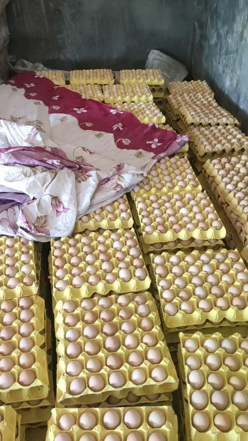 河南辉县市黑凤粉八新阳黑土鸡蛋，无抗双色，厂家一手货源。