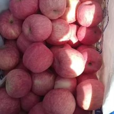 条纹红富士大量上市色泽鲜艳味道香甜需要的联系