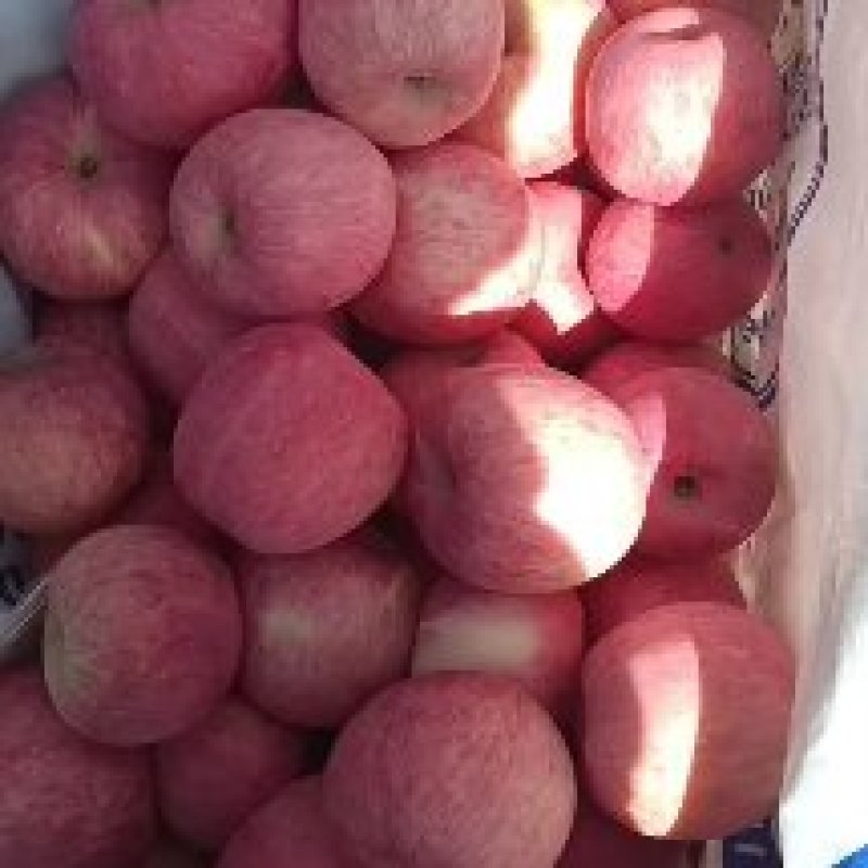 条纹红富士大量上市色泽鲜艳味道香甜需要的联系