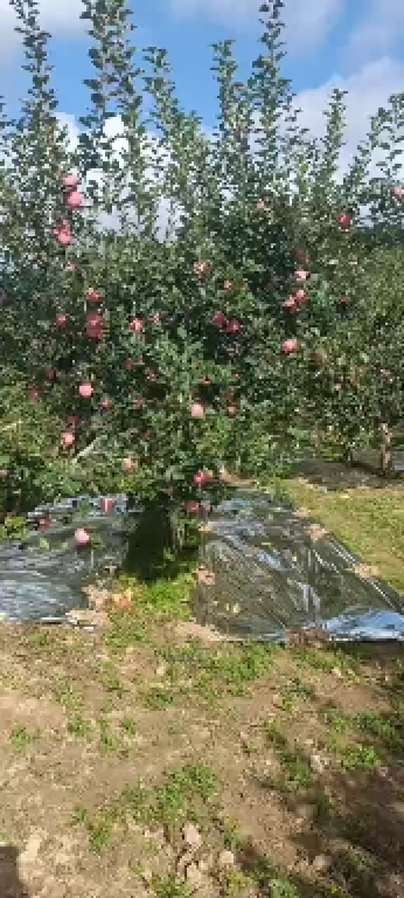 条纹红富士大量上市色泽鲜艳味道香甜需要的联系