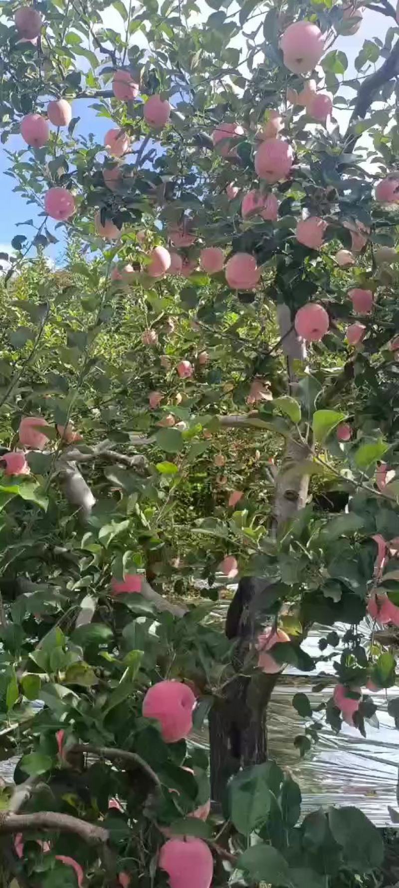 条纹红富士大量上市色泽鲜艳味道香甜需要的联系