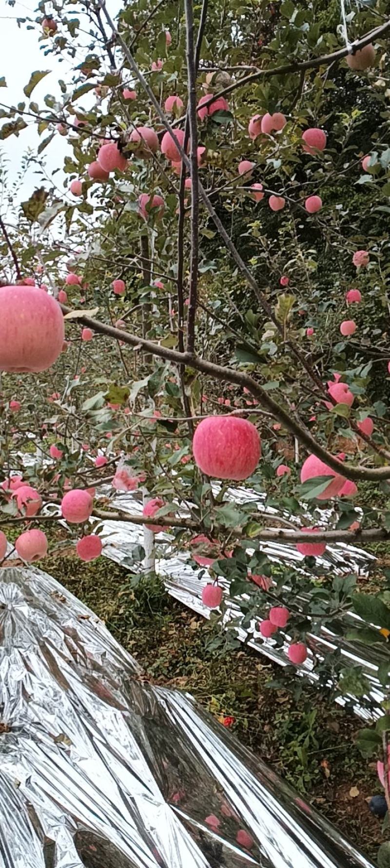 条纹红富士大量上市色泽鲜艳味道香甜需要的联系