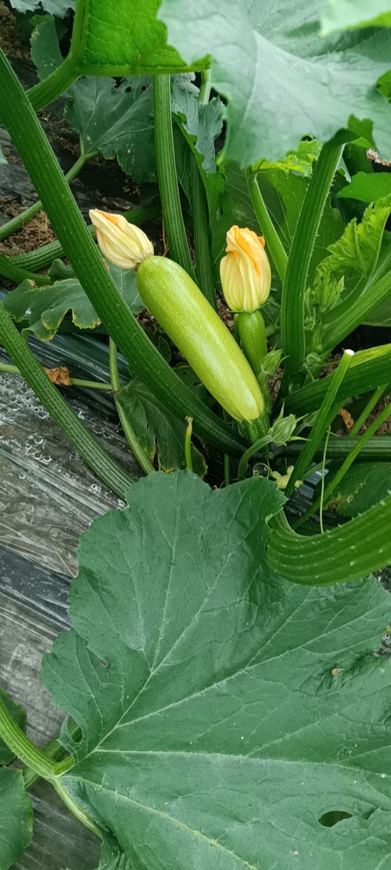 江苏连云港市灌云县西葫芦蔬菜种植基地一手货源欢迎联系