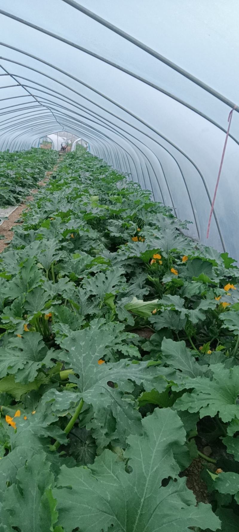 江苏连云港市灌云县西葫芦蔬菜种植基地一手货源欢迎联系