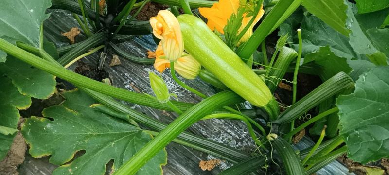 江苏连云港市灌云县西葫芦蔬菜种植基地一手货源欢迎联系