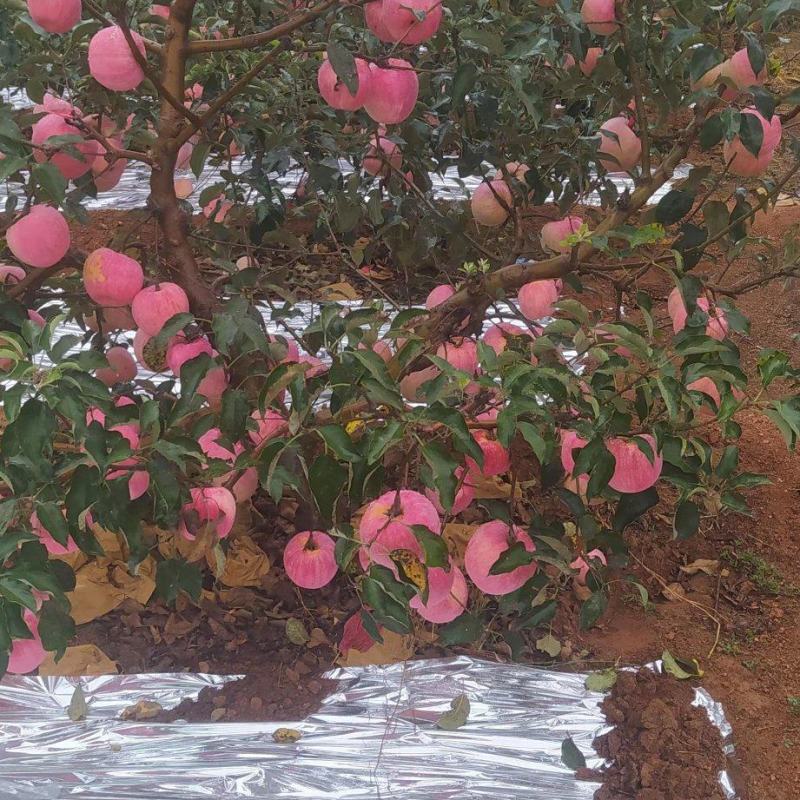 寒富苹果