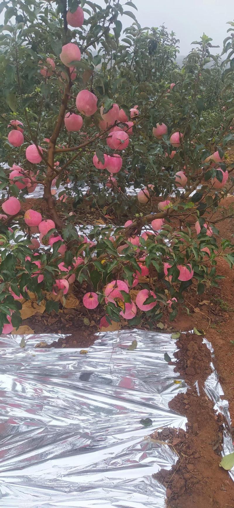 寒富苹果
