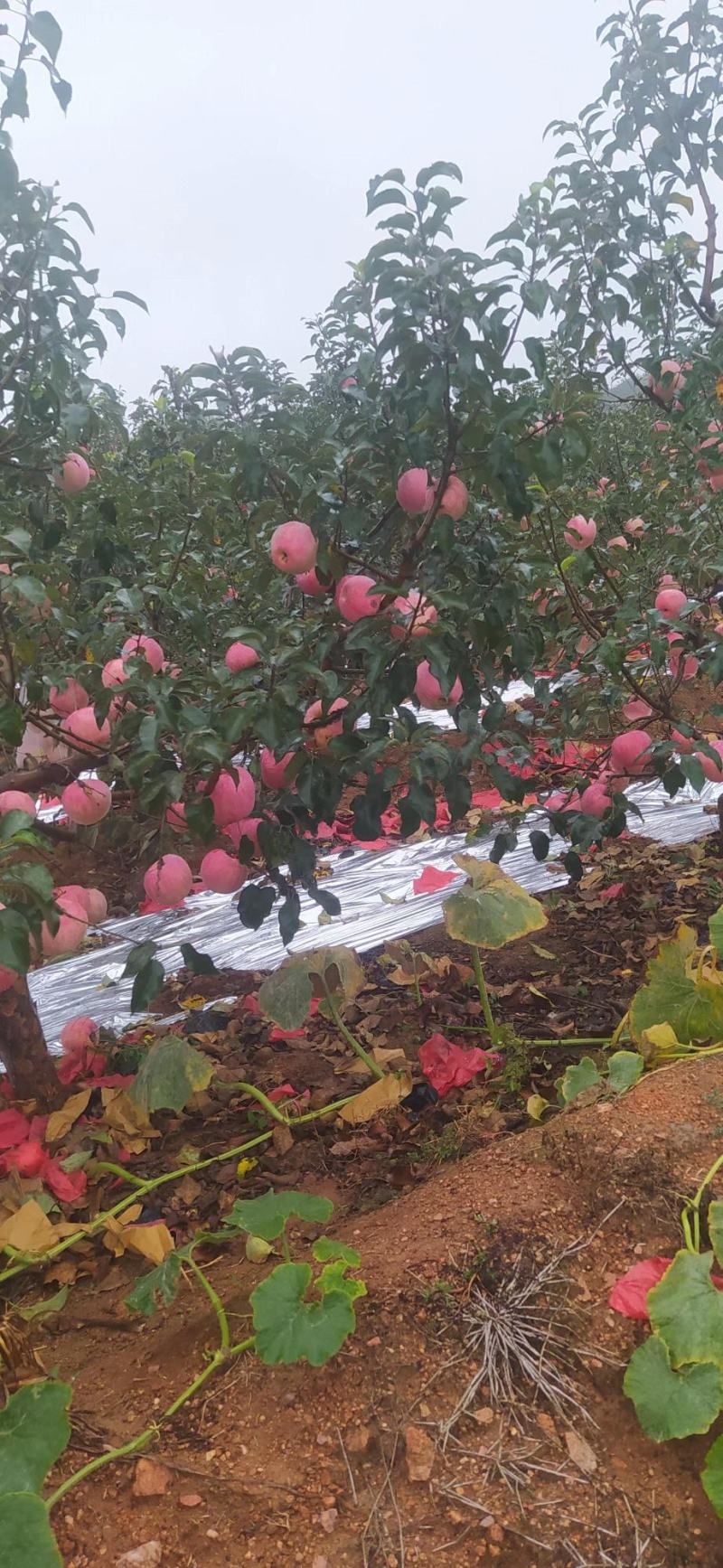 寒富苹果