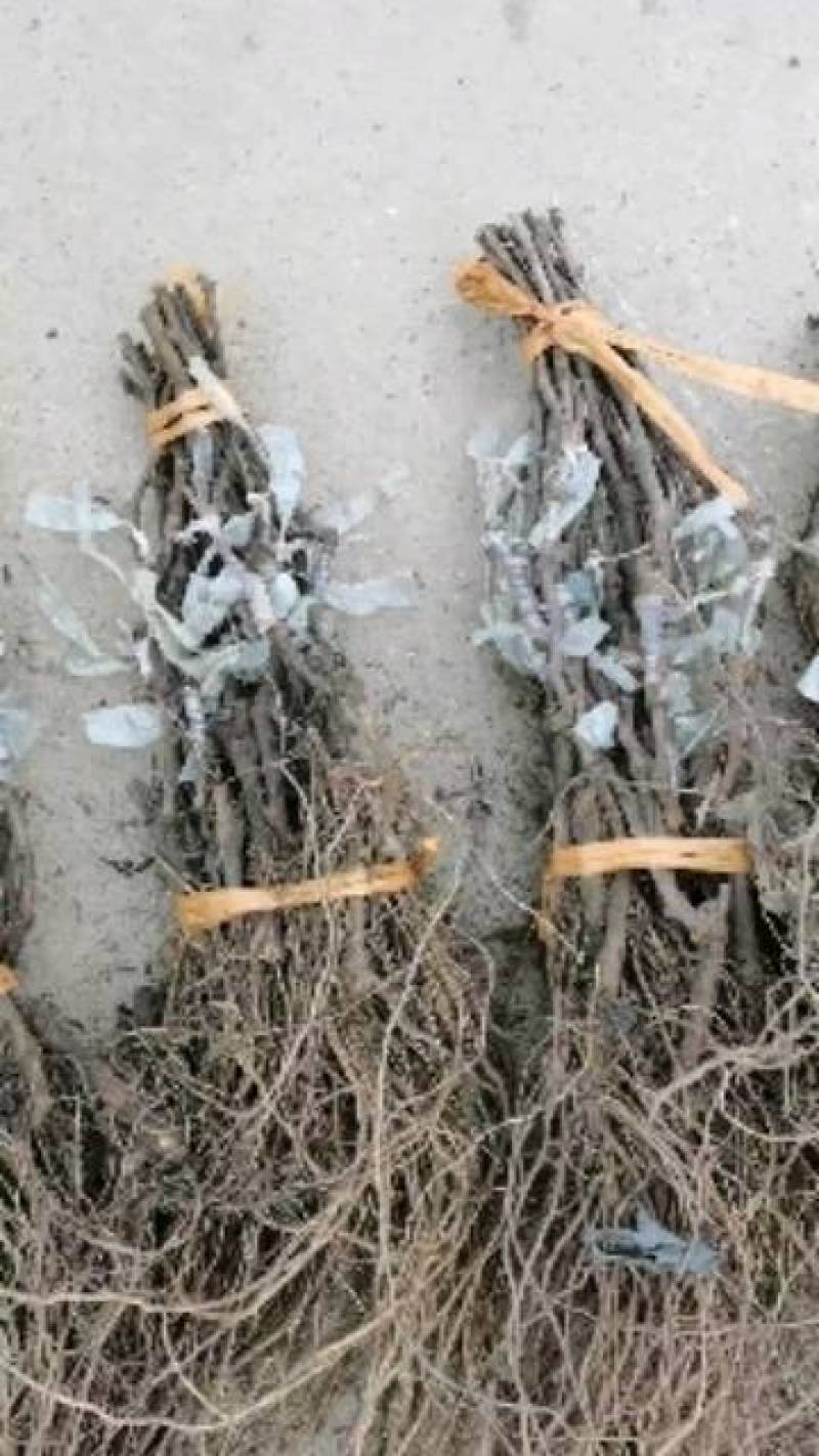 富士之辉嫁接葡萄苗基地供应，纯度保证，质量保证