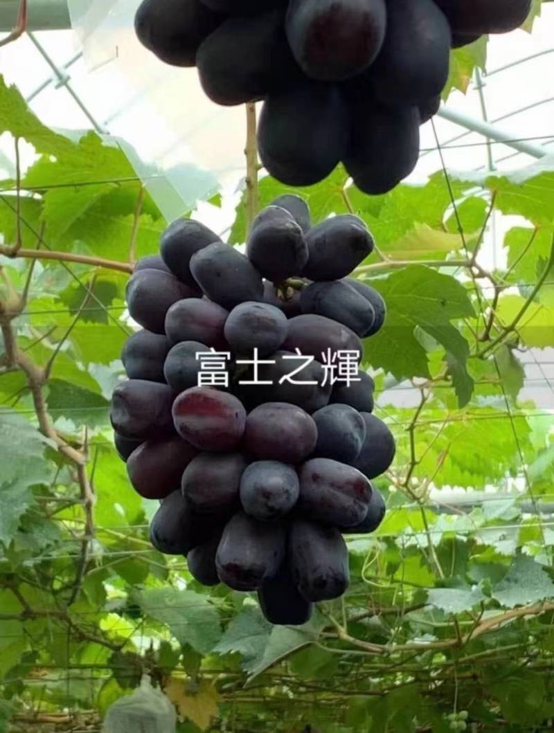 富士之辉嫁接葡萄苗基地供应，纯度保证，质量保证