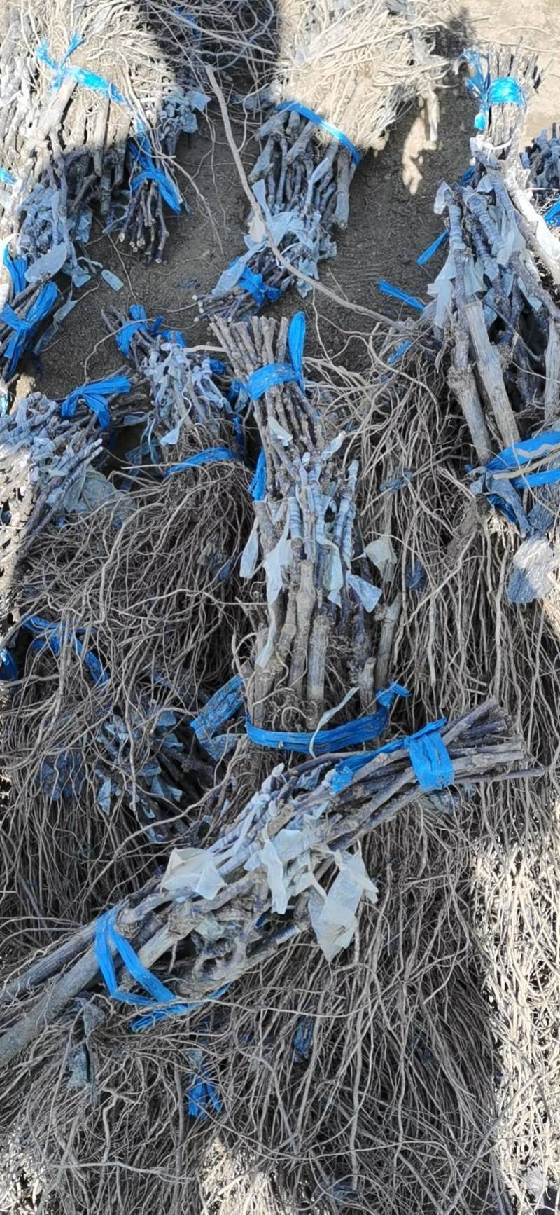 富士之辉嫁接葡萄苗基地供应，纯度保证，质量保证