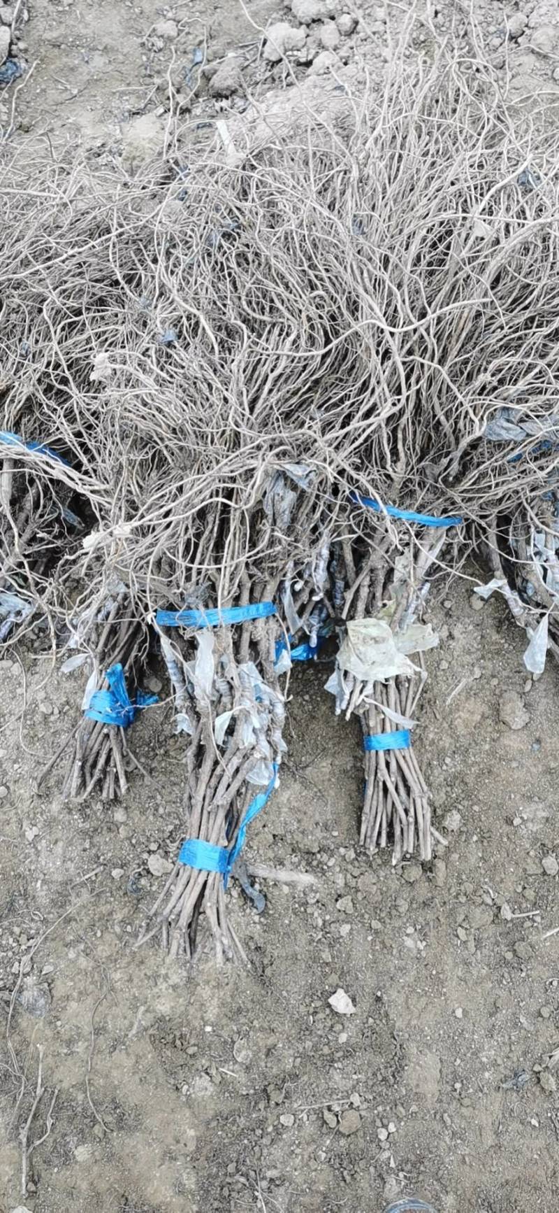 富士之辉嫁接葡萄苗基地供应，纯度保证，质量保证