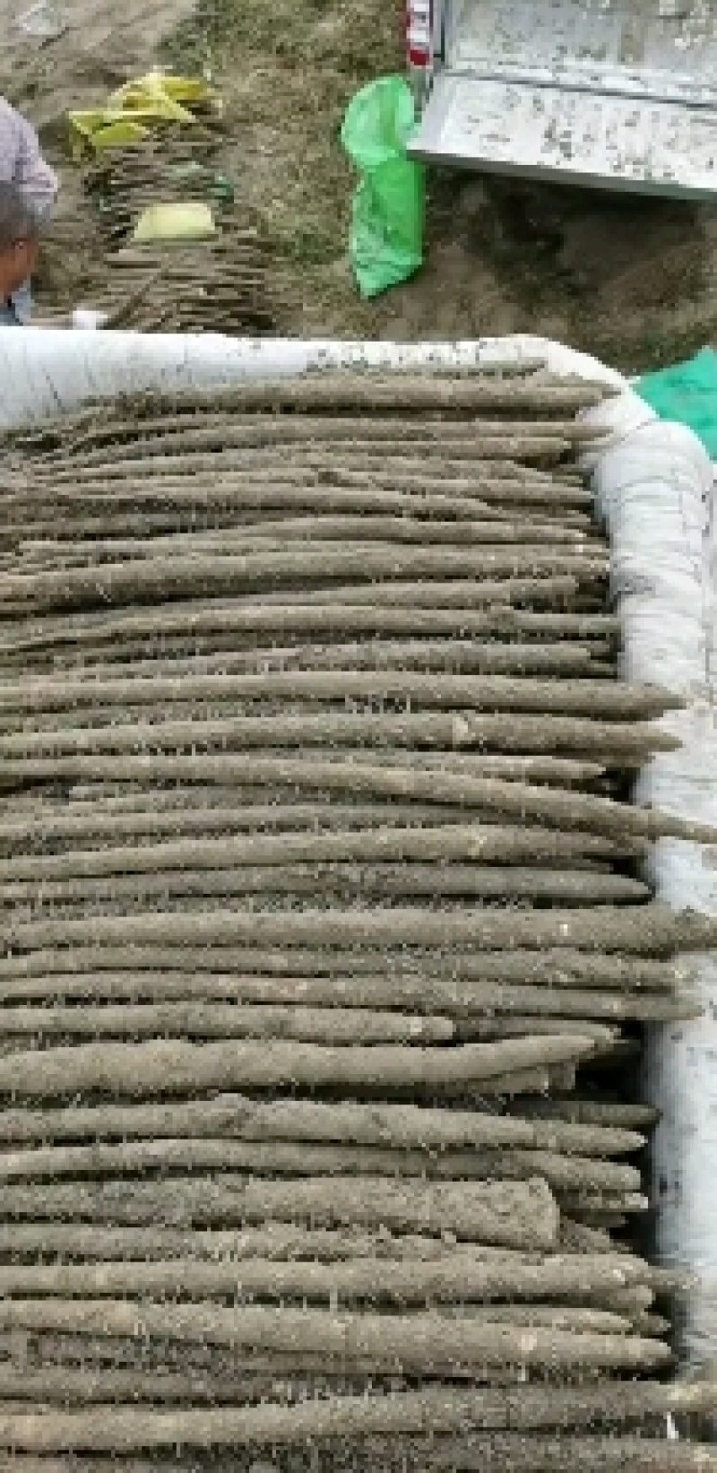 麻山药，淮山药，双棒，紫药，小白嘴，棒药各种品种齐全