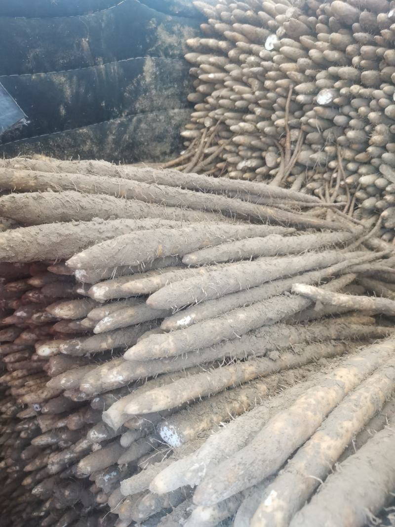 麻山药，淮山药，双棒，紫药，小白嘴，棒药各种品种齐全
