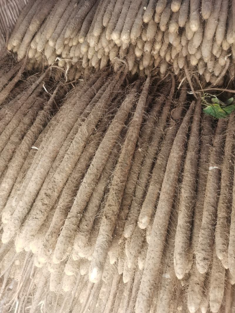 麻山药，淮山药，双棒，紫药，小白嘴，棒药各种品种齐全