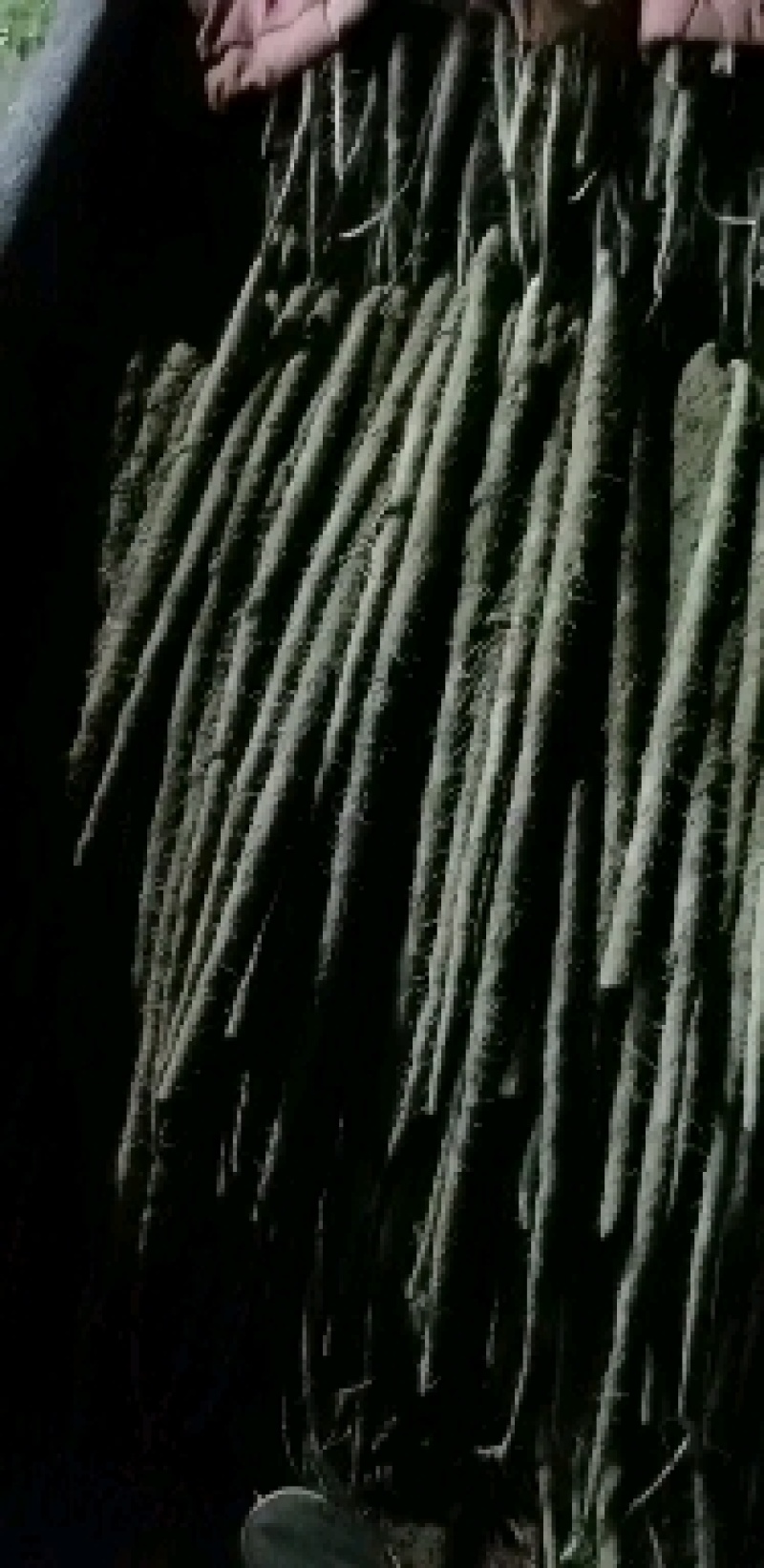 麻山药，淮山药，双棒，紫药，小白嘴，棒药各种品种齐全