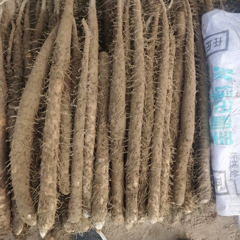 麻山药，淮山药，双棒，紫药，小白嘴，棒药各种品种齐全