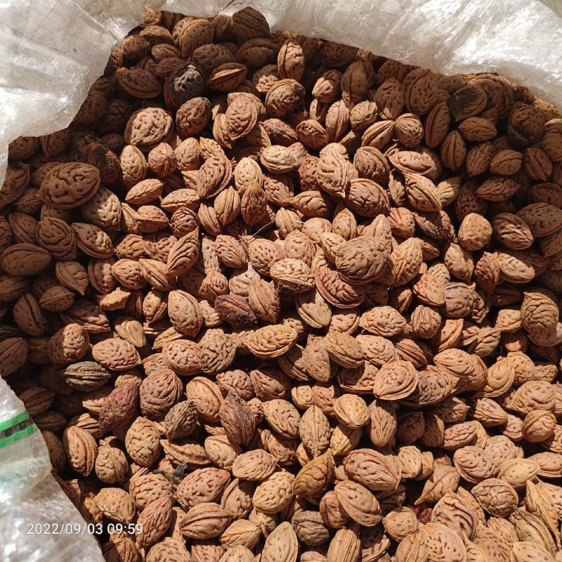 产地供应毛桃核，新鲜采摘处理的毛桃种子，毛桃胡，饱满出芽