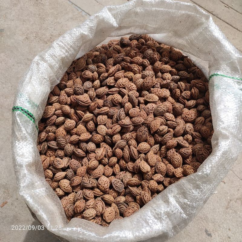 产地供应毛桃核，新鲜采摘处理的毛桃种子，毛桃胡，饱满出芽