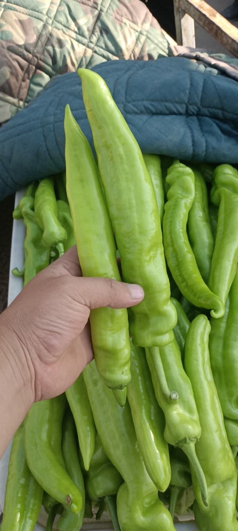 黄皮辣椒15~20厘米