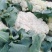 安徽精品有机花菜质地细嫩，清甜爽脆，白面、小米花、绿梗