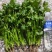 荷兰四季香菜精品大叶香菜根粗叶壮绿色种植无农残