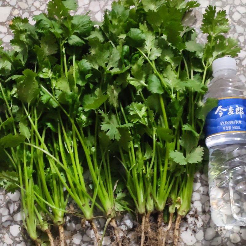 荷兰四季香菜精品大叶香菜根粗叶壮绿色种植无农残