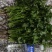 荷兰四季香菜精品大叶香菜根粗叶壮绿色种植无农残