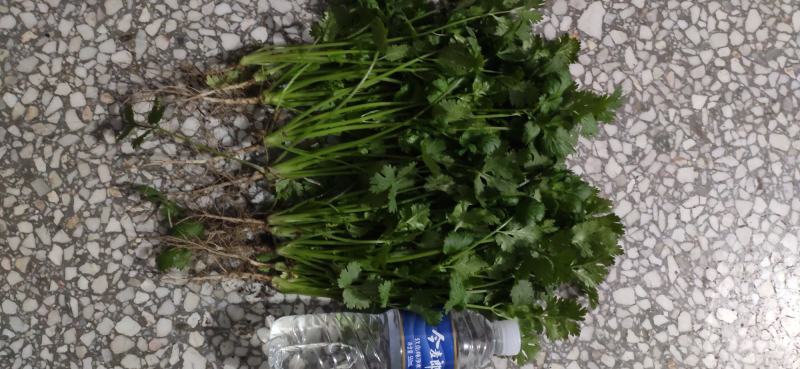 荷兰四季香菜精品大叶香菜根粗叶壮绿色种植无农残