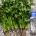 荷兰四季香菜精品大叶香菜根粗叶壮绿色种植无农残