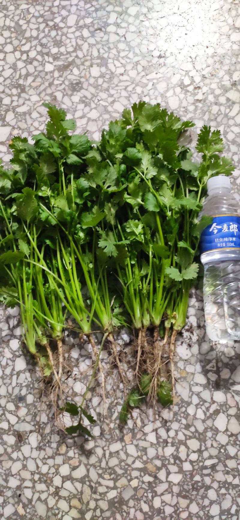 荷兰四季香菜精品大叶香菜根粗叶壮绿色种植无农残