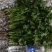 荷兰四季香菜精品大叶香菜根粗叶壮绿色种植无农残