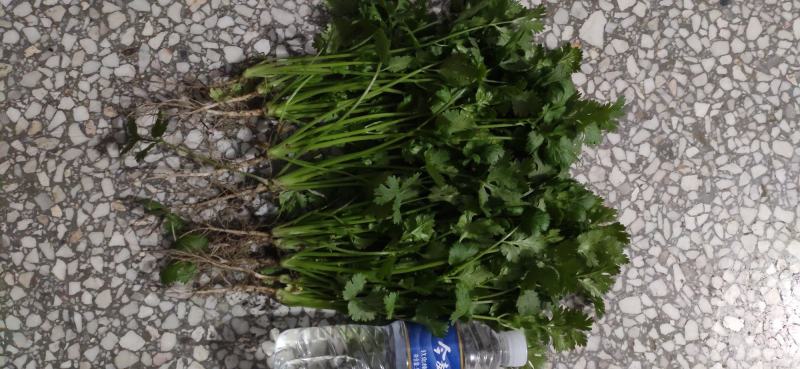 荷兰四季香菜精品大叶香菜根粗叶壮绿色种植无农残