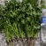 荷兰四季香菜精品大叶香菜根粗叶壮绿色种植无农残