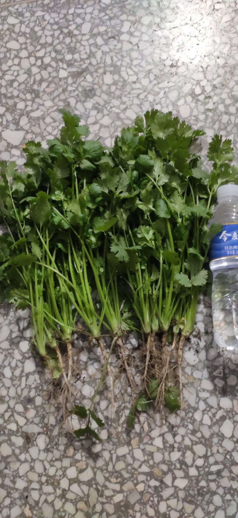 荷兰四季香菜精品大叶香菜根粗叶壮绿色种植无农残