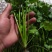 荷兰四季香菜精品大叶香菜根粗叶壮绿色种植无农残