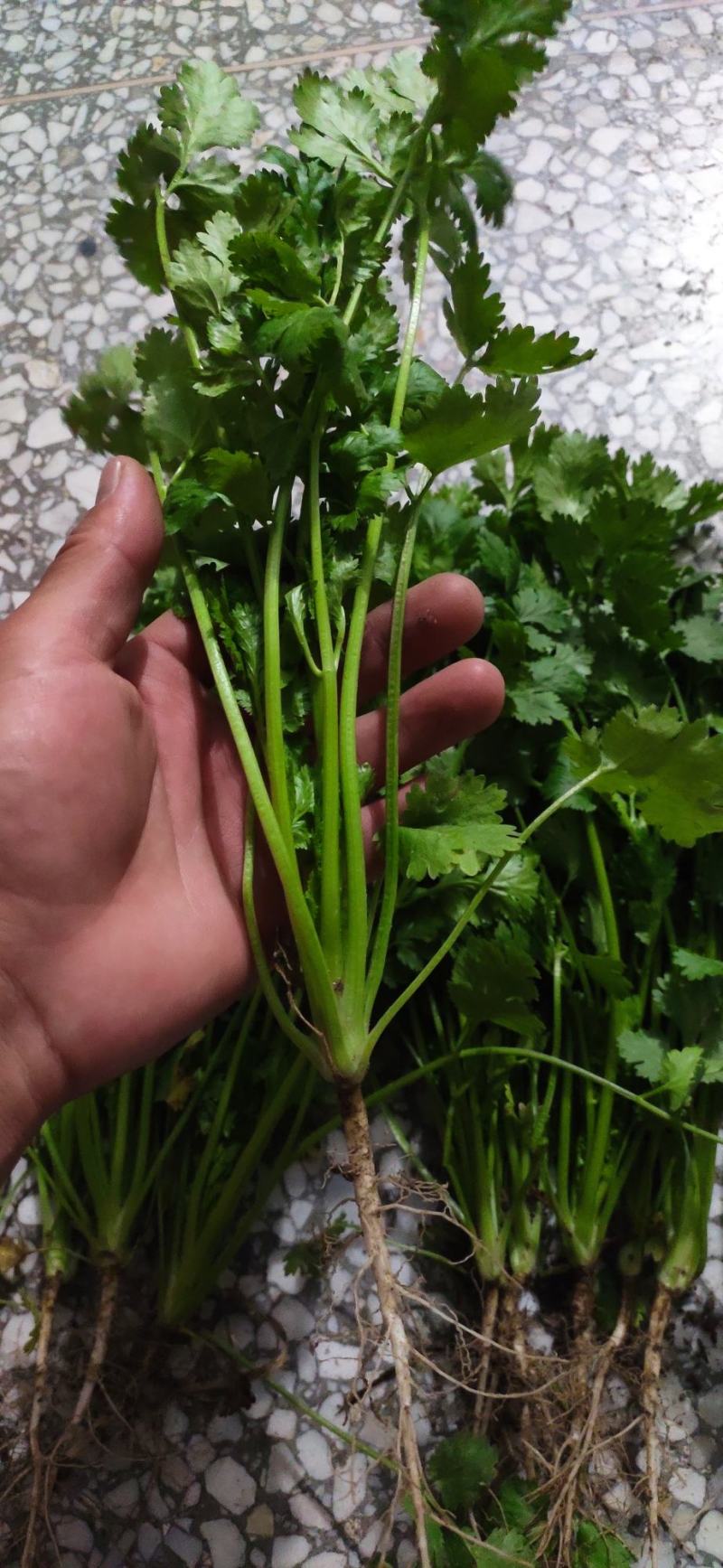 荷兰四季香菜精品大叶香菜根粗叶壮绿色种植无农残
