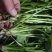 荷兰四季香菜精品大叶香菜根粗叶壮绿色种植无农残