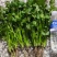 荷兰四季香菜精品大叶香菜根粗叶壮绿色种植无农残
