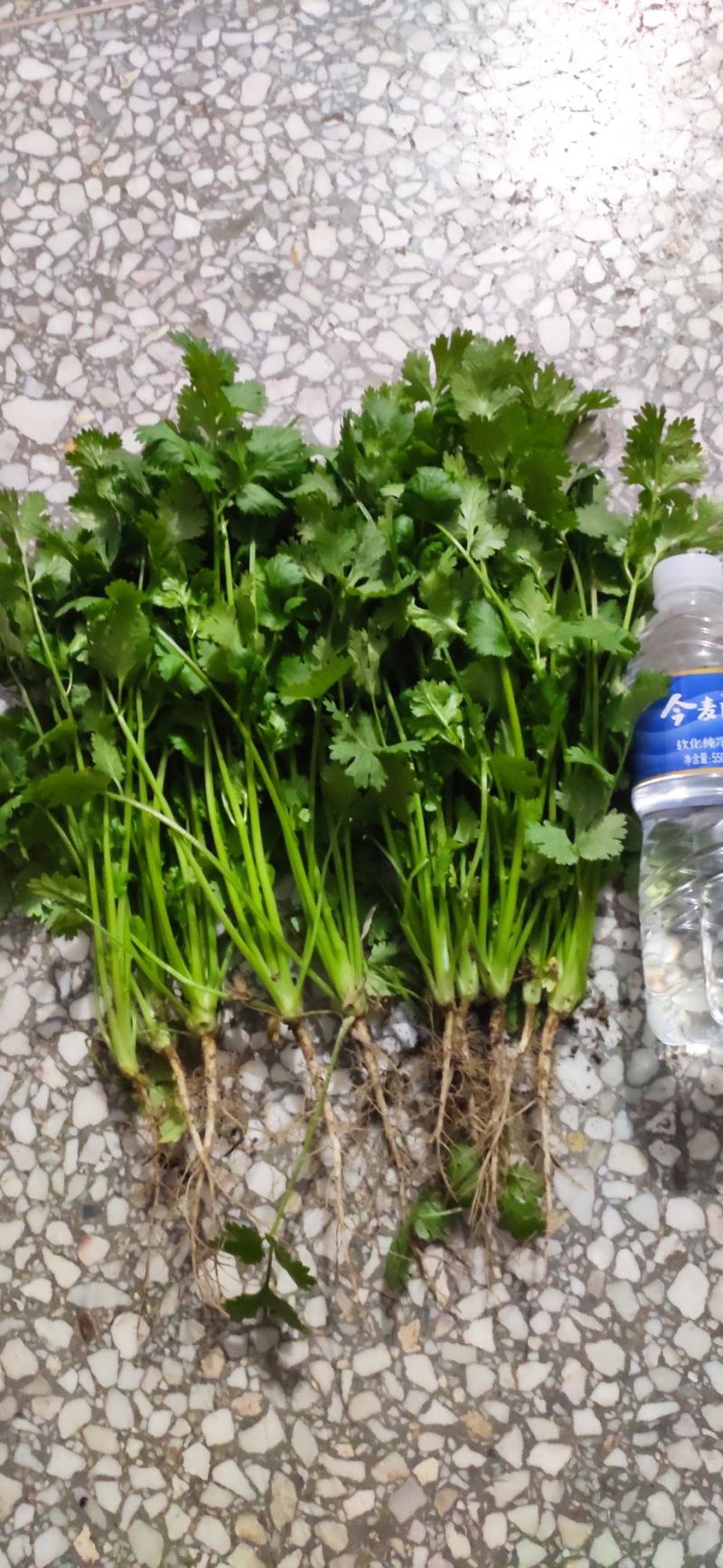 荷兰四季香菜精品大叶香菜根粗叶壮绿色种植无农残