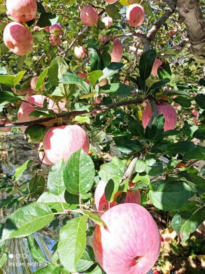 陕西黄龙山区苹果开始上市啦，脆、香、甜、个大。