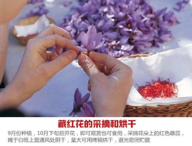 藏红花茶种球臧红花球根花卉种子食用西红花番红花球根苗盆栽