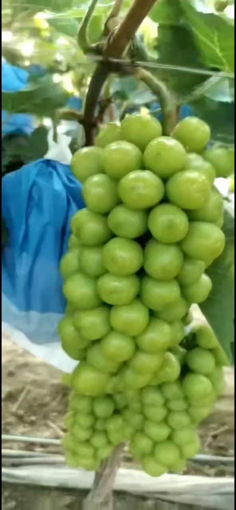 精品阳光玫瑰葡萄产地直发量大从优需要老板前来订购