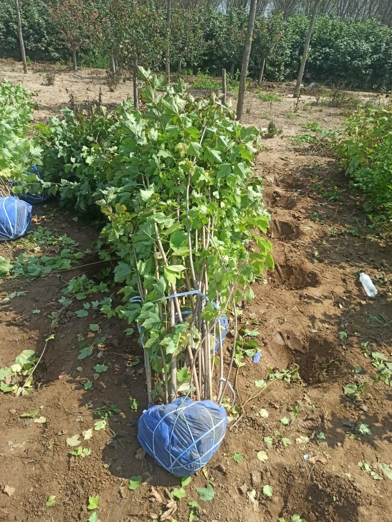 天目琼花大棵天目琼花丛生天目琼花低价出售